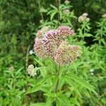 Eupatorium cannabinumFlor