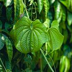 Dioscorea sansibarensis Hoja