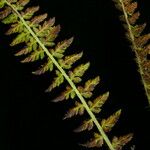Polystichum lachenense Hábito