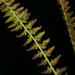 Polystichum lachenense موطن