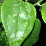 Smilax glauca ഇല