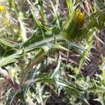 Scolymus hispanicus Feuille