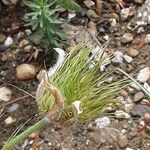 Pulsatilla vulgaris Fruit