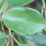 Jasminum laurifolium Blad