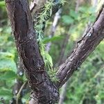 Heteromorpha arborescens кора