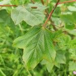 Acer opalus Leaf