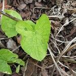 Ligularia fischeri Leaf