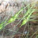 Aegilops geniculata Hedelmä