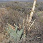 Agave havardiana Агульны выгляд