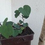 Ipomoea obscura Φύλλο