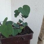 Ipomoea obscura Leaf