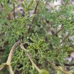 Anacyclus valentinus Jani