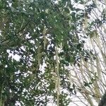 Garrya elliptica Yaprak