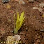 Sternbergia colchiciflora Natur