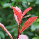 Photinia × fraseri Leaf