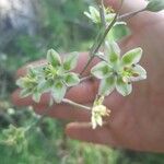 Anticlea elegans Blomma