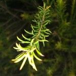 Melaleuca bracteata Lapas