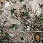 Trifolium scabrum Kukka