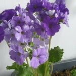 Primula obconica ᱛᱟᱦᱮᱸ