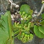 Cissus madecassa Fruit