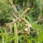 Dactyloctenium aegyptium Fruit