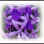 Petrea volubilis Квітка