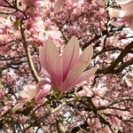 Magnolia × soulangeana Цветок