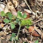 Medicago minima خشب