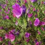 Echium creticum Flower