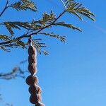 Vachellia aromaFruto