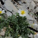 Ranunculus seguieri Hábito