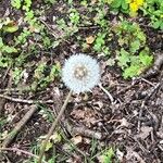 Taraxacum rubicundum花