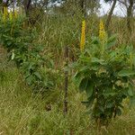 Crotalaria mitchellii Облик