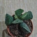 Adromischus cooperi Blad