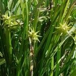 Carex grayi Φύλλο