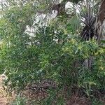 Acacia mangium Агульны выгляд