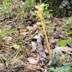 Orobanche flava 花