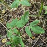 Angelica atropurpurea Листок