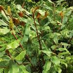 Hedychium greenii Habit