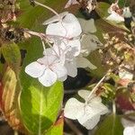 Hydrangea macrophylla Blomst