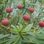 Euphorbia lamarckii Fruto