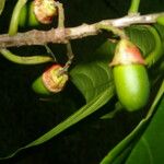 Ocotea dendrodaphne Fruit