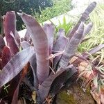 Billbergia vittata Leaf