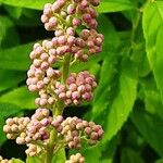 Spiraea salicifolia Blomma