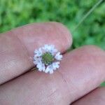 Verbena litoralis Flower