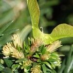 Taxus cuspidata Blatt