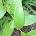 Lilium henryi Leaf