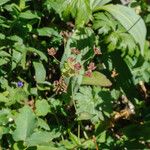 Bupleurum longifolium Fruit