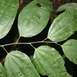 Cleidion castaneifolium Leaf