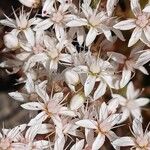 Sedum album Кветка